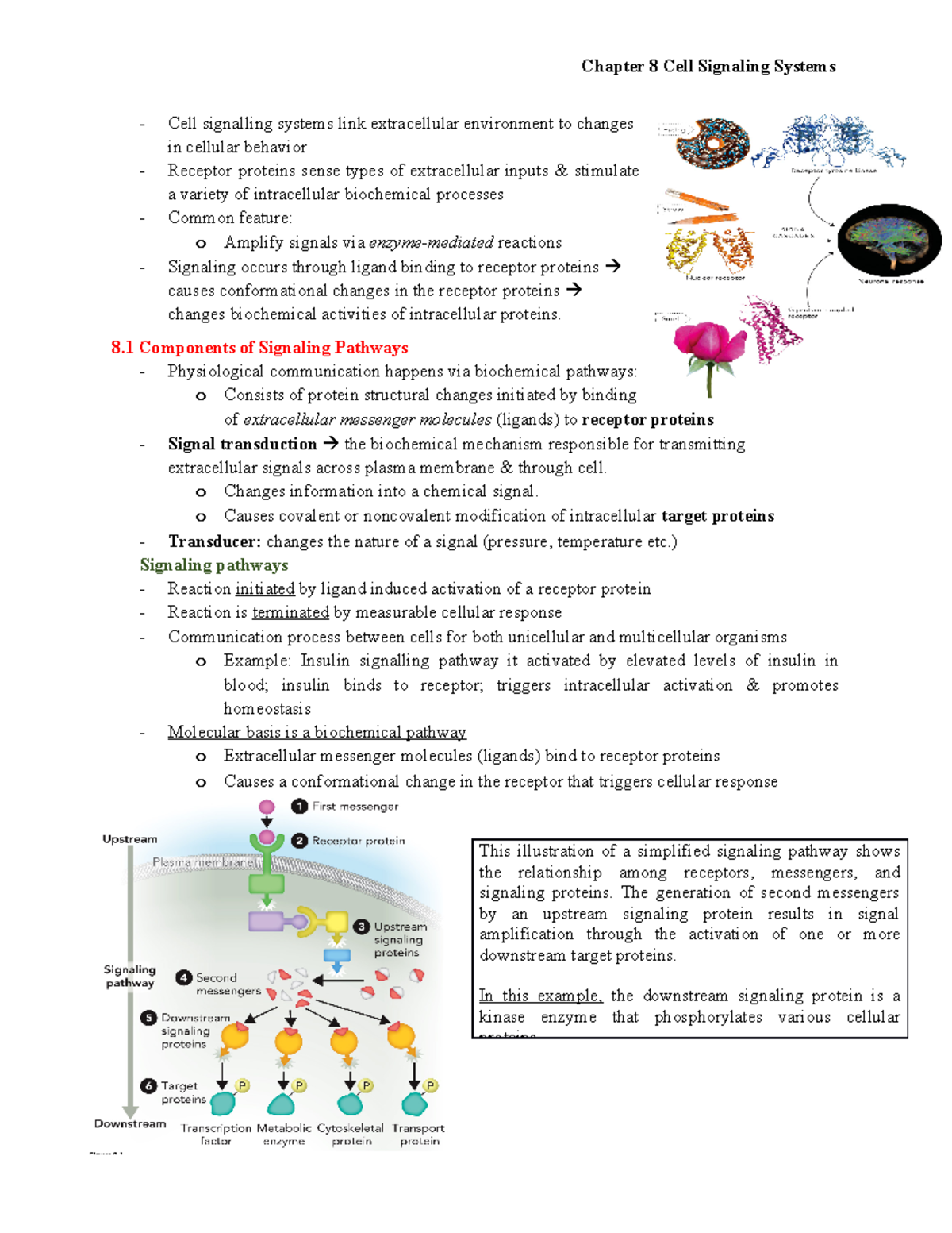 Chapter 8 Cell Signaling Systems - Chapter 8 Cell Signaling Systems ...