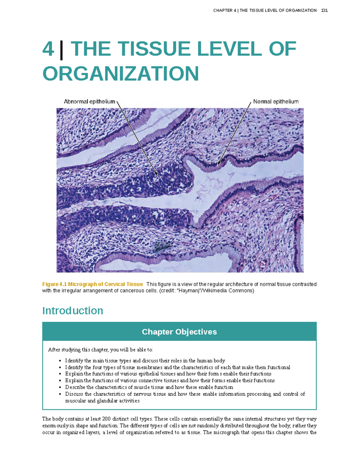 Anatomy-physiology-47 - 4 | THE TISSUE LEVEL OF ORGANIZATION Figure 4 ...