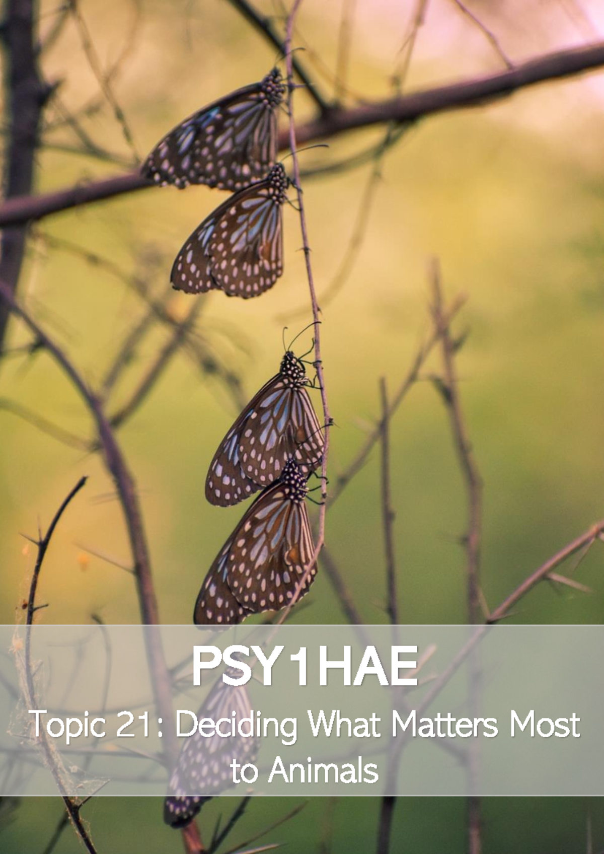 Topic 21 - Topic 21 : Deciding What Matters Most to Animals When you ...