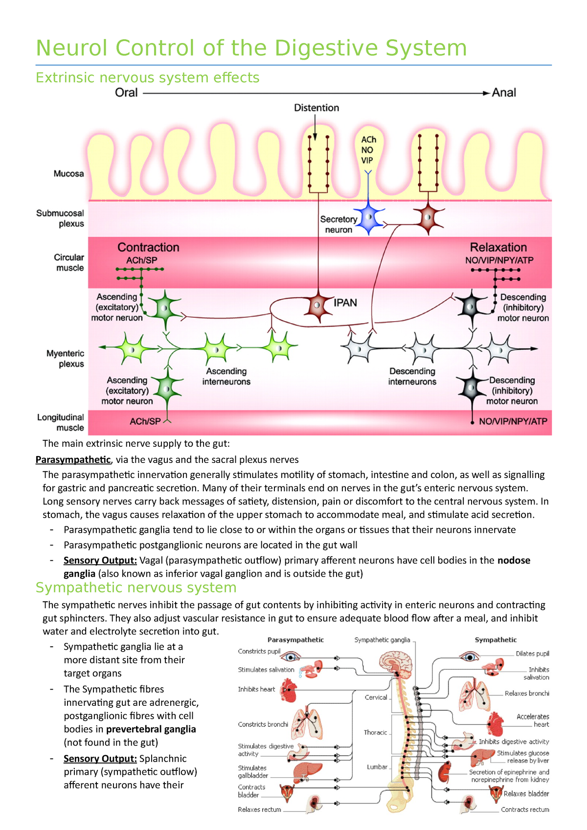 Hormonal and neural control of digestive system - Neurol Control of the ...