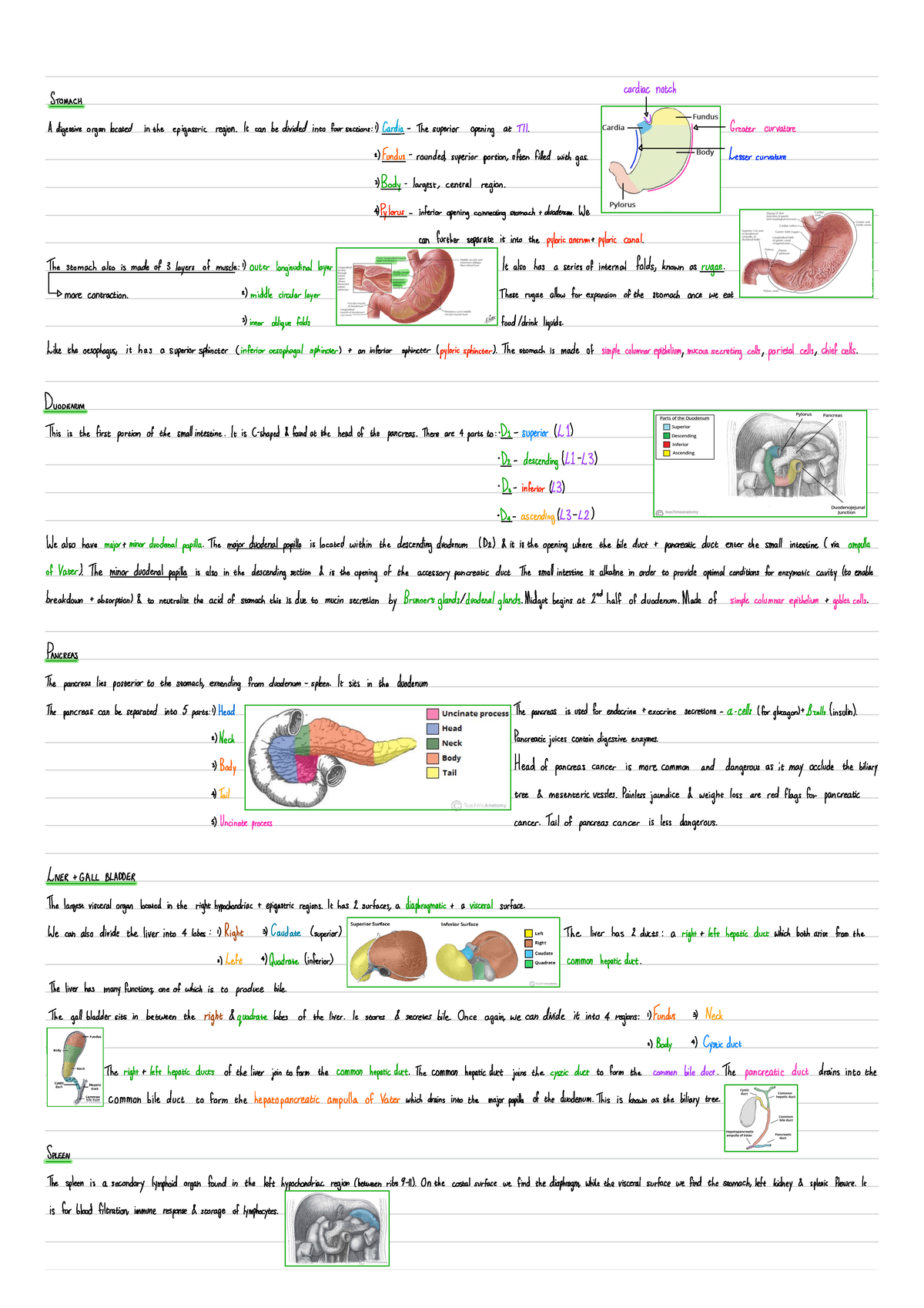 part-15-summary-cardiac-notch-stomach-a-digestive-organ-located-in