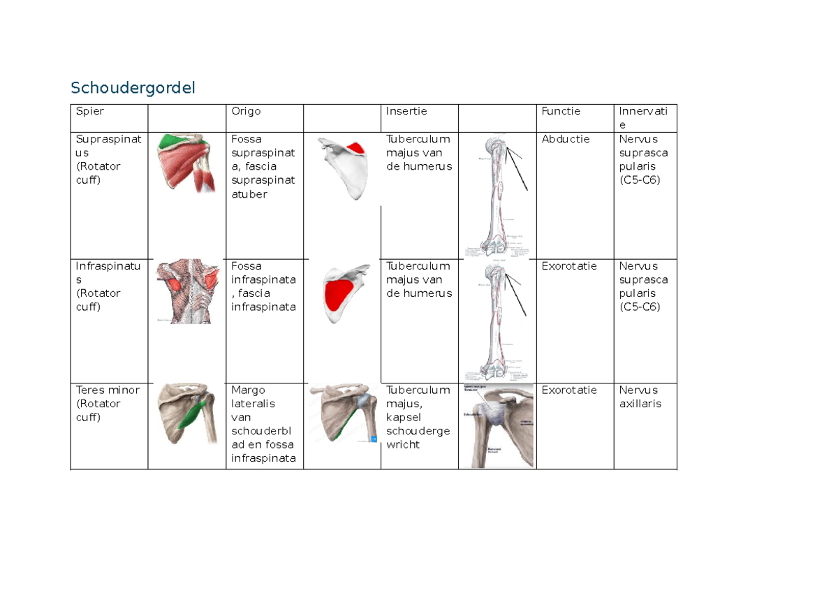 Schoudergordel - Samenvatting Anatomie/fysiologie - Schoudergordel