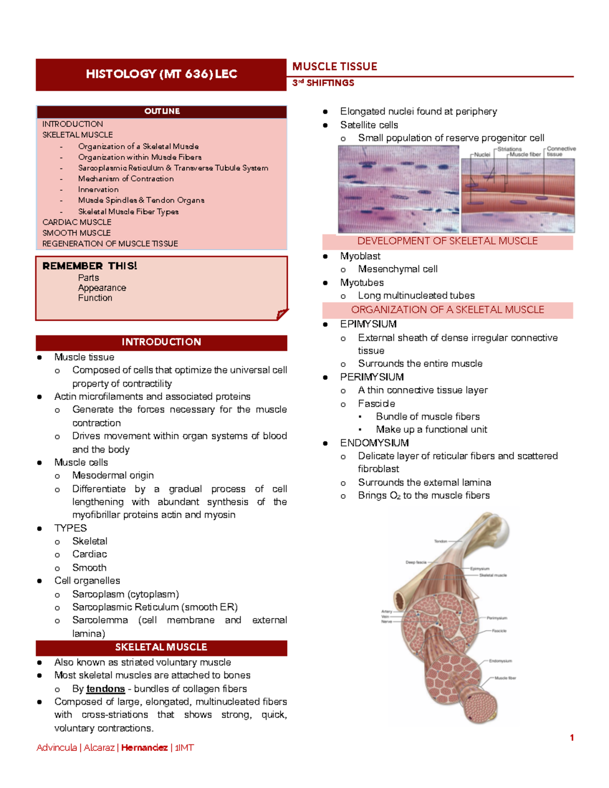 Histology 10 - Muscular - 1 HISTOLOGY (MT 636) LEC MUSCLE TISSUE 3 rd ...