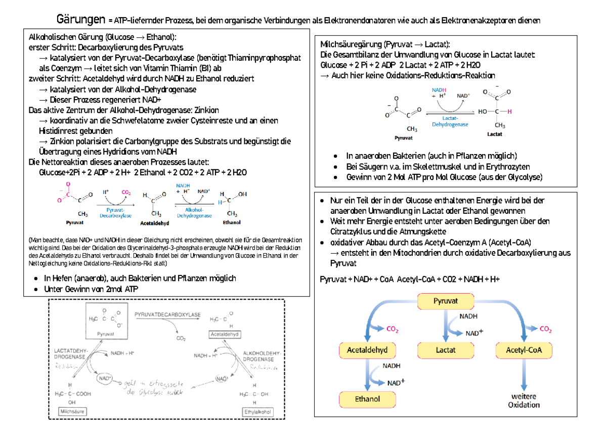 Gärungen - Zusammenfassung für das erste Stex - Gärungen = ATP ...