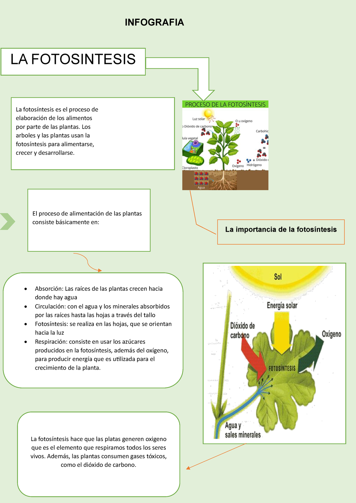 Infografia Fotosintesis - INFOGRAFIA LA FOTOSINTESIS La Fotosíntesis Es ...