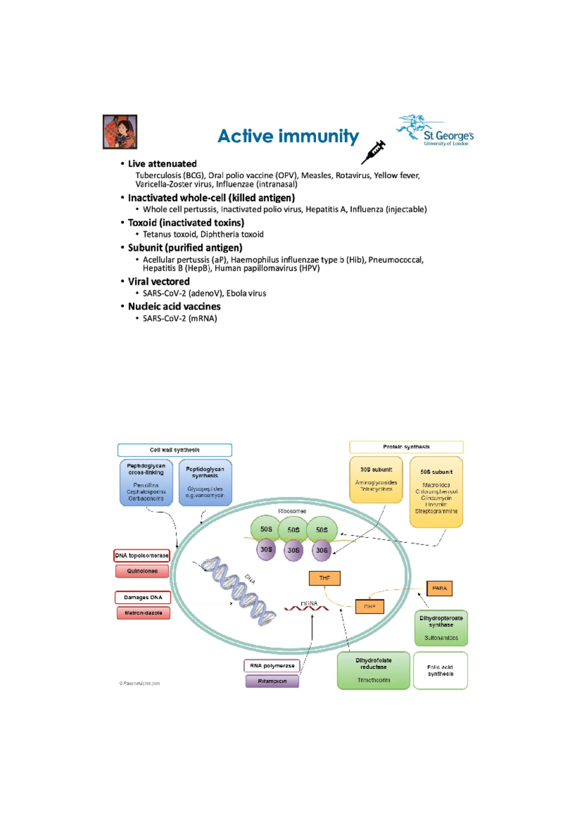 Doc 1 - Lecture summaries - Active immunity St University of London ...