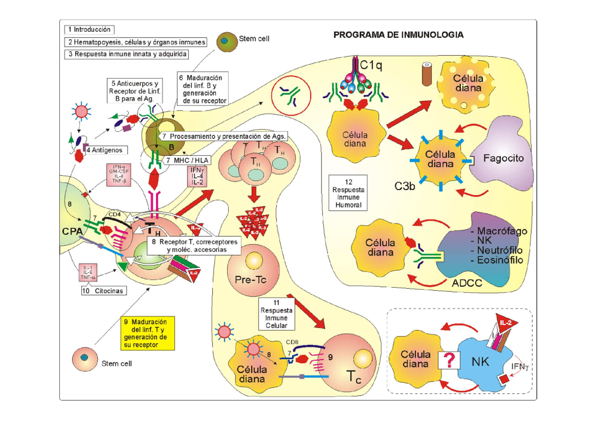 Diapositiva Tema 9 - Apuntes 9 - Linfocitos T •Poseen un receptor de ...