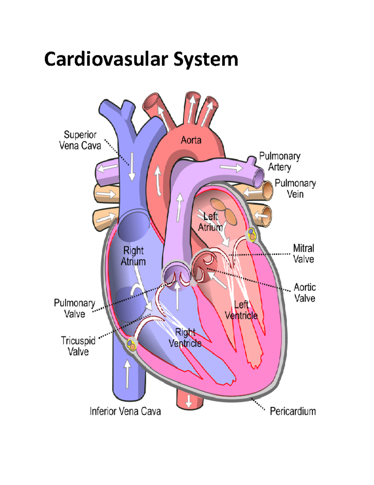 Cardio-Vascular-System - Cardiovasular System Heart- Pumping Blood To ...