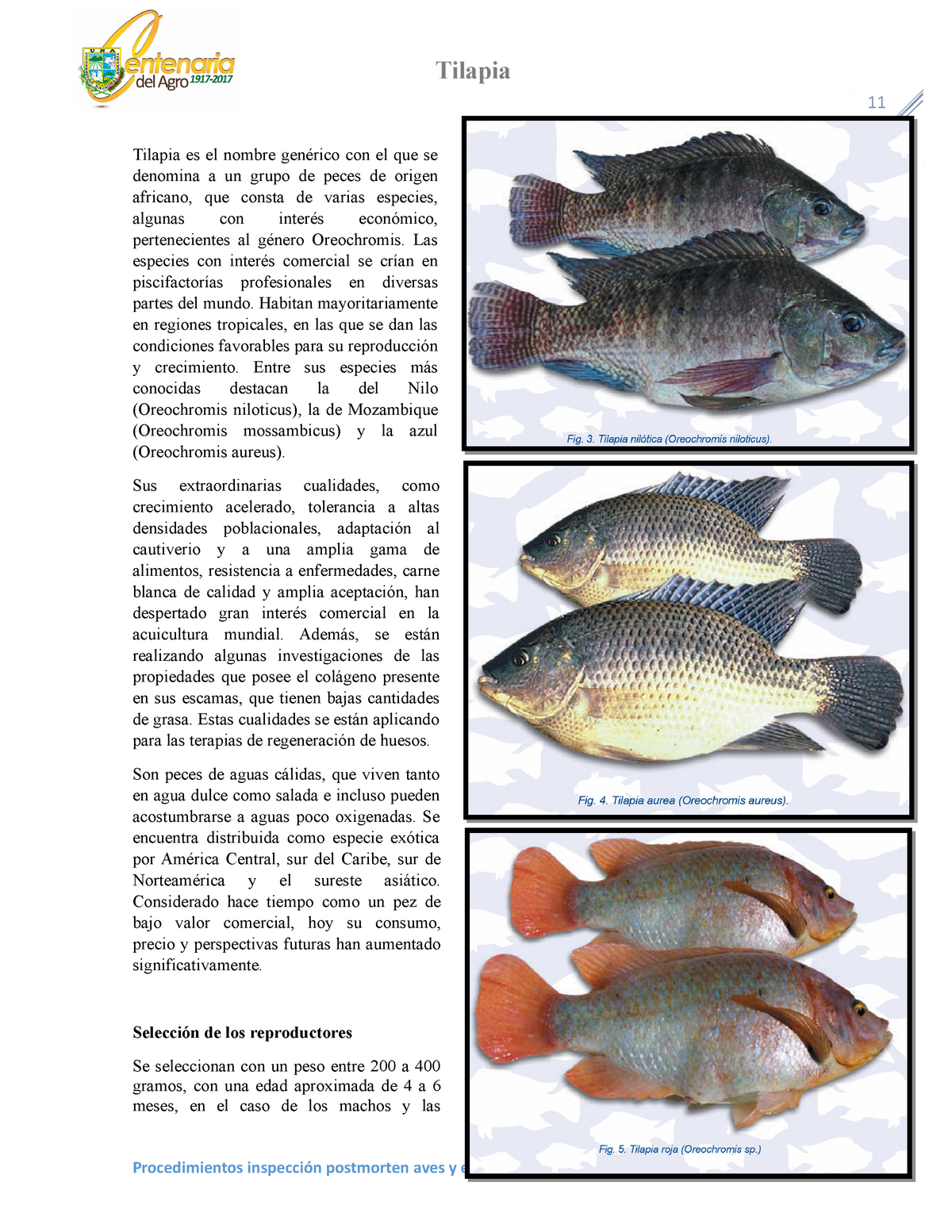 Tilapia - Tilapia Tilapia es el nombre genérico con el que se denomina a un  grupo de peces de origen - Studocu