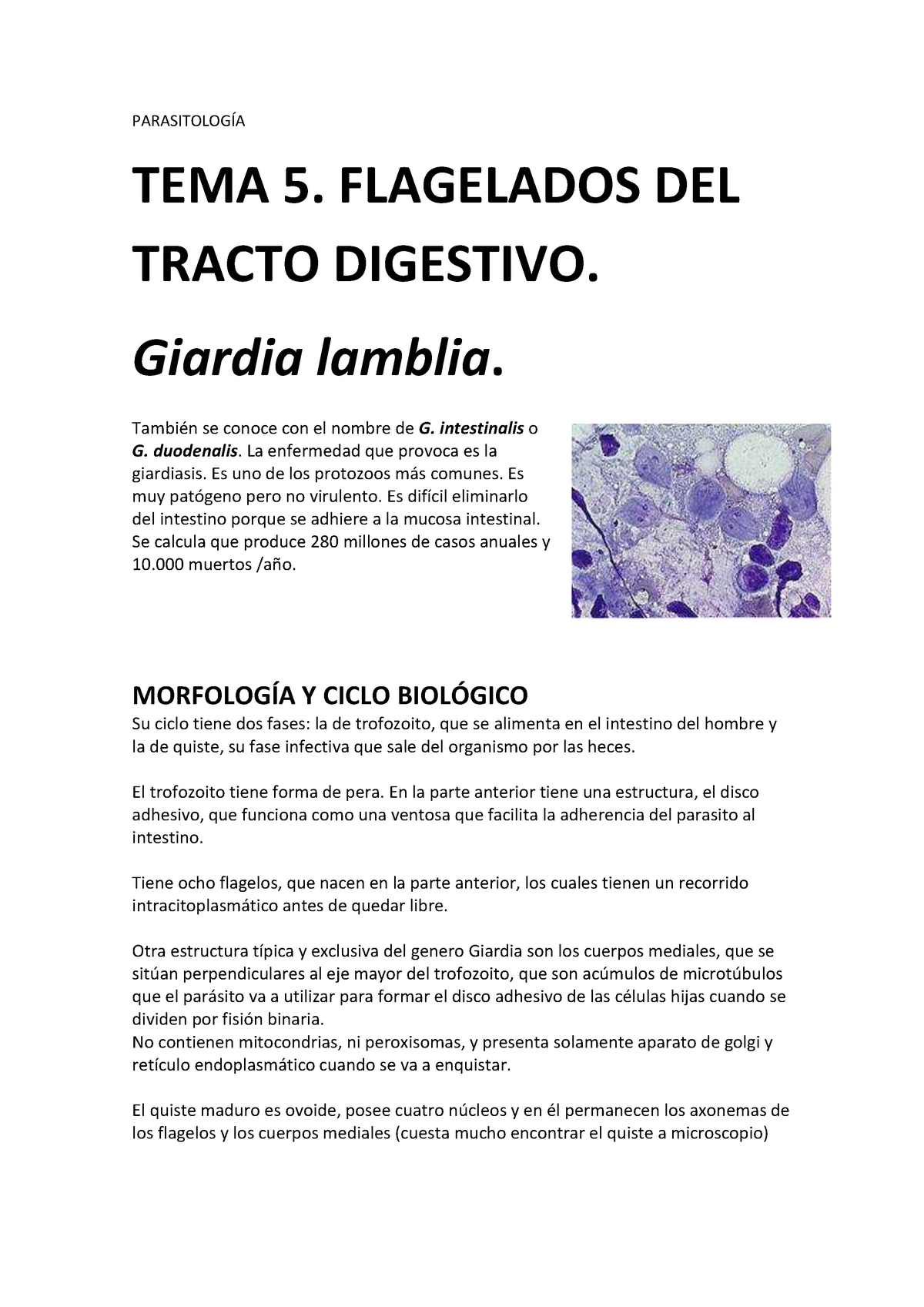 Giardiasis parazitológia. Giardiosis - EgészségKalauz