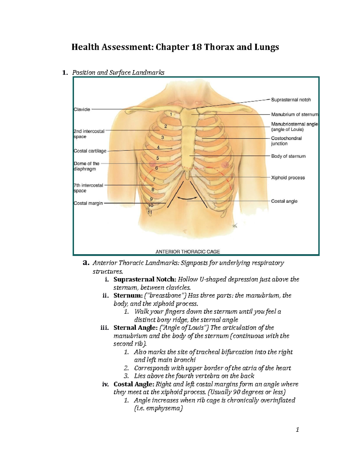 Thorax lungs chapter 18 - Health Assessment: Chapter 18 Thorax and ...