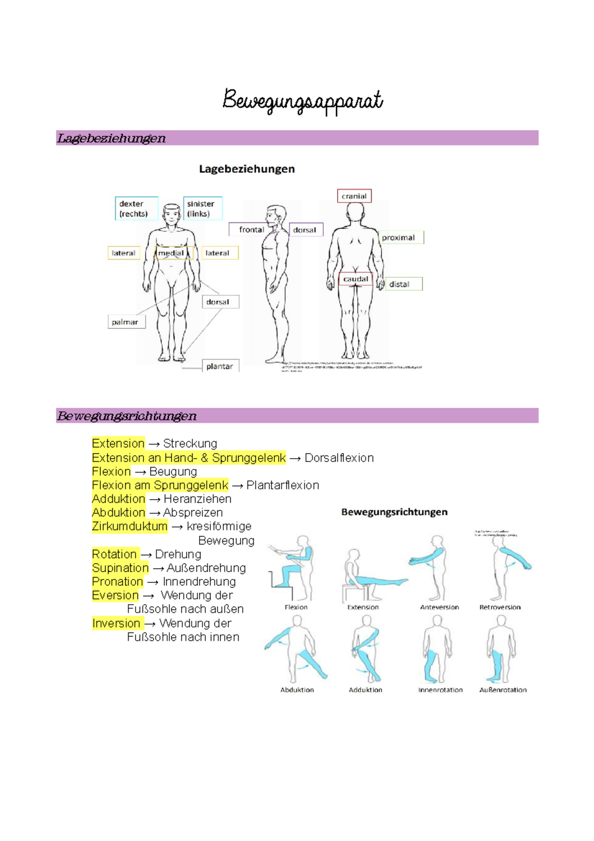 Bewegungsapprat - Anatomische Grundlagen Und Grundbegriffe Des ...