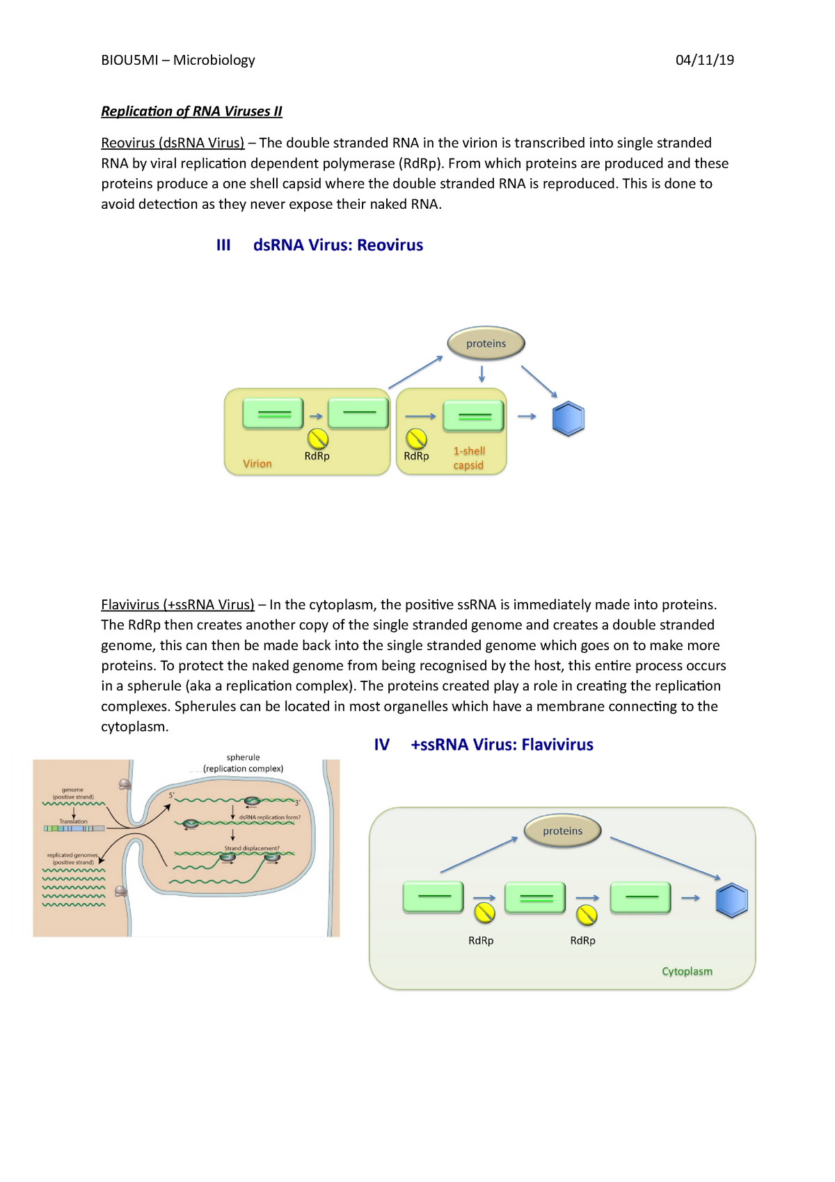 Replication Of Rna Viruses Ii Replication Of Rna Viruses Ii Reovirus Dsrna Virus The Double Studocu