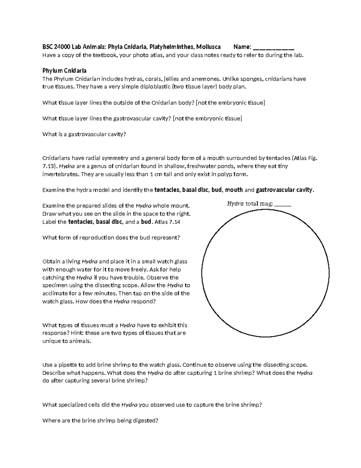 Cnidiria lab - Lab practical information on Cnidaria - BSC 24000 Lab ...