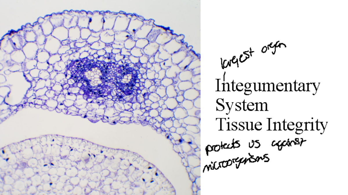 SF22+Skin+assess+student+copy+PP - Integumentary System Tissue ...