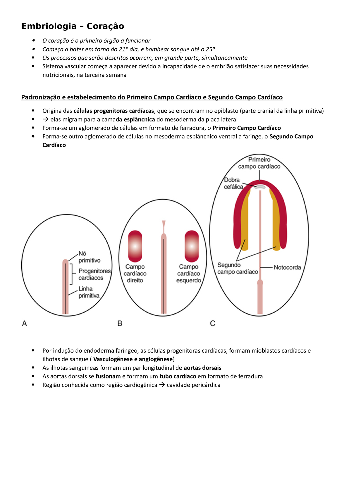 embriologia coração embriologia coração o coração é o primeiro