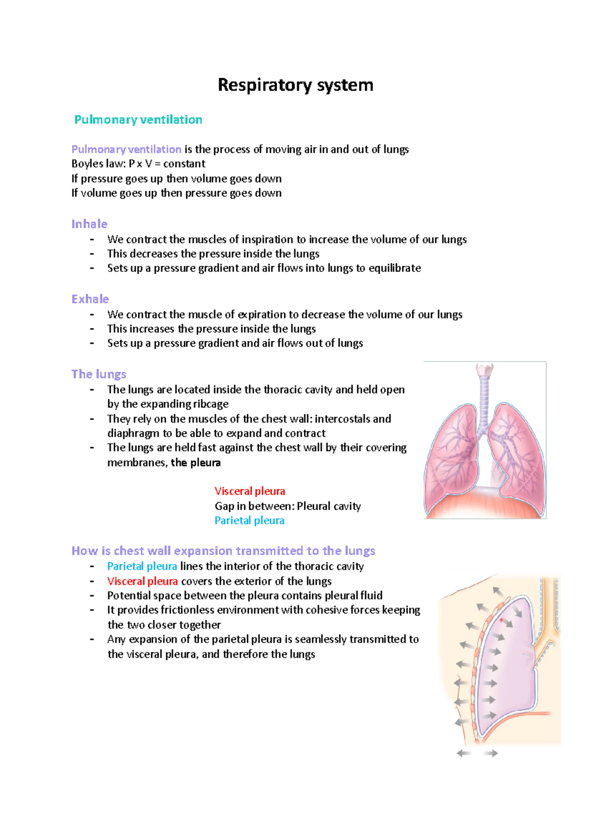 ISAP W7 - week 7 isap notes - Respiratory system Pulmonary ventilation ...