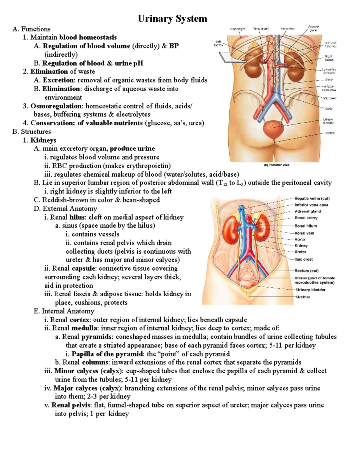 Urinary System Outline - Urinary System A. Functions 1. Maintain blood ...
