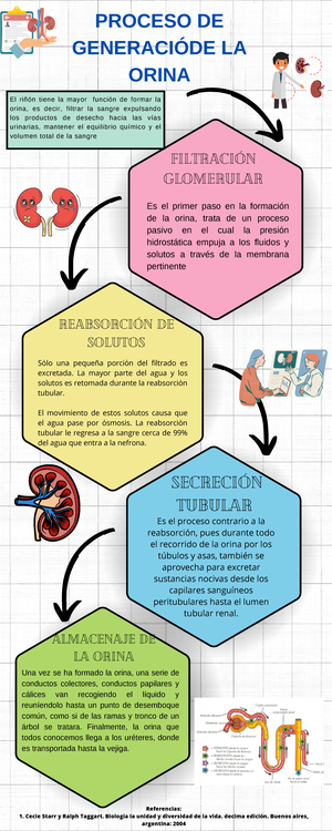 proceso de orinar