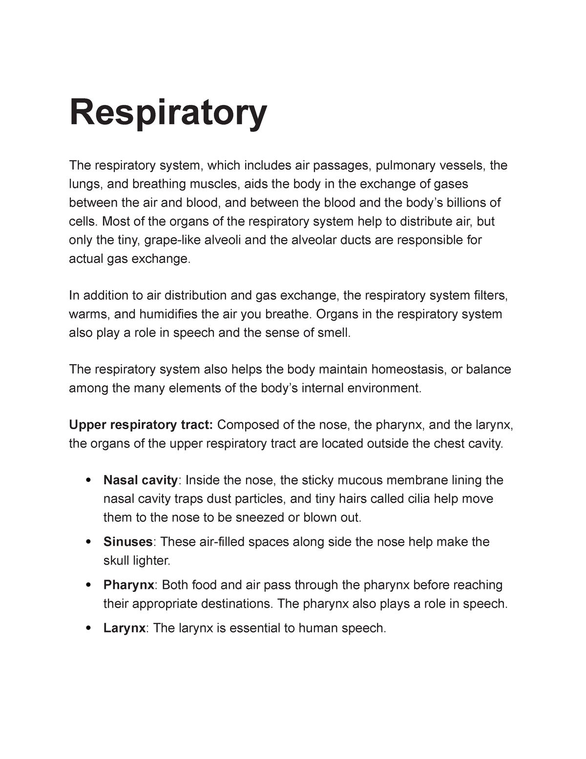 our respiratory system essay