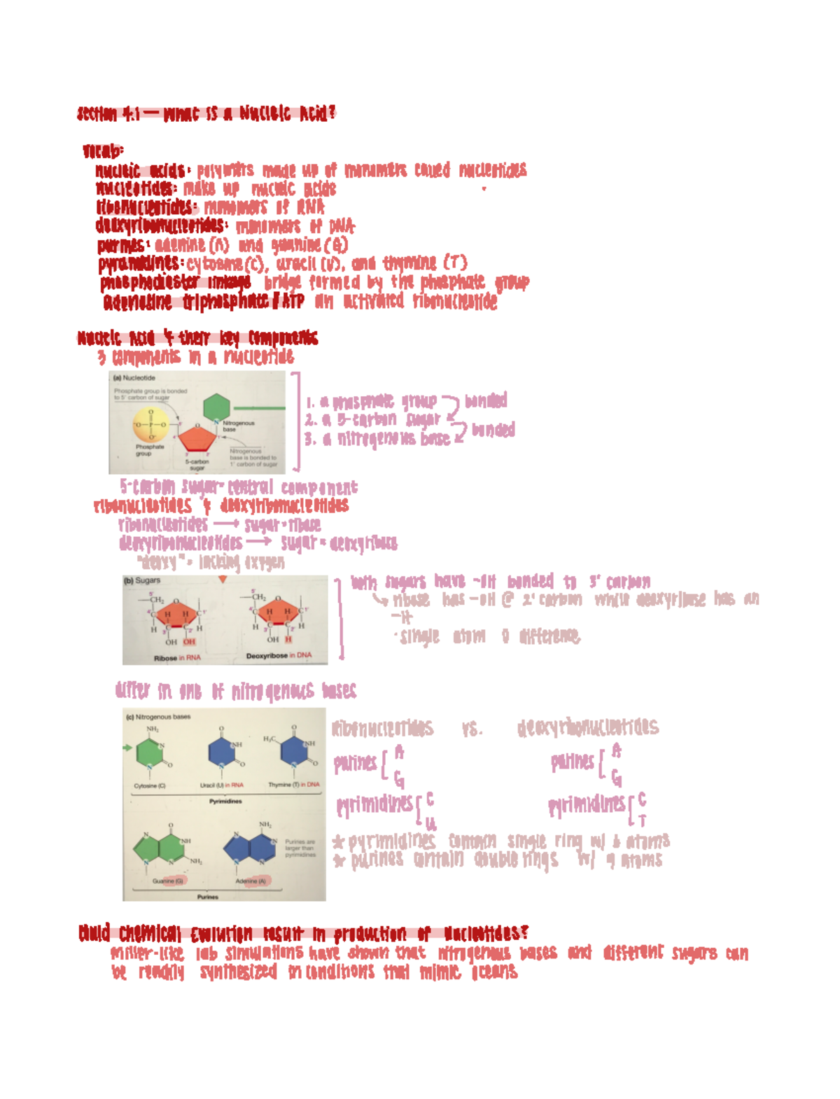 Nucleic Acids ection 4 Whatisa NucleicAcid vocab nucleic acids
