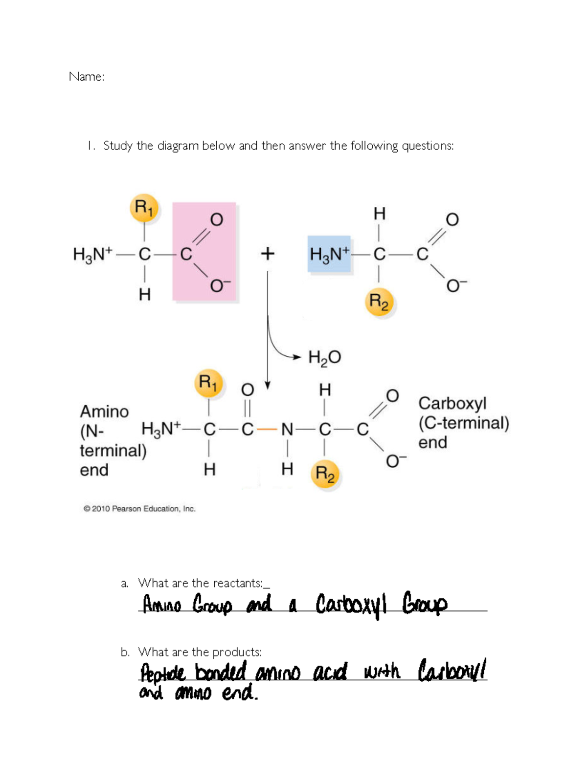 Chapter+5+Protein+Worksheet - Name: 1. Study the diagram below and then ...