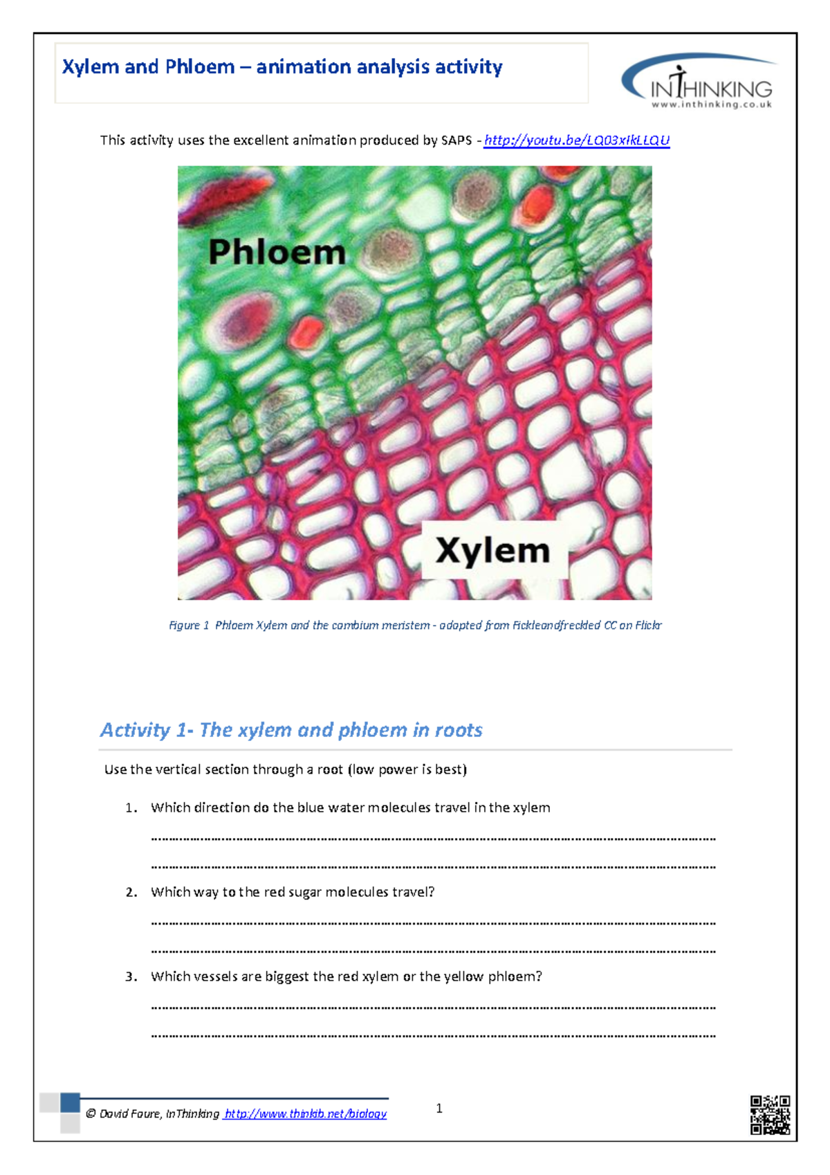Xylem phloem analysis about plants Xylem and Phloem animation