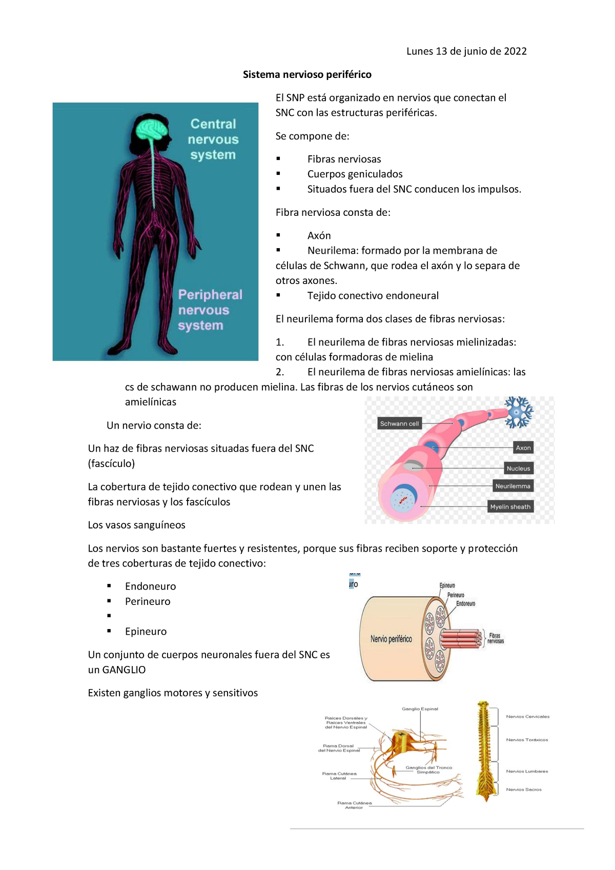 6. Sistema Nervioso Periferico - Lunes 13 De Junio De 2022 Sistema ...
