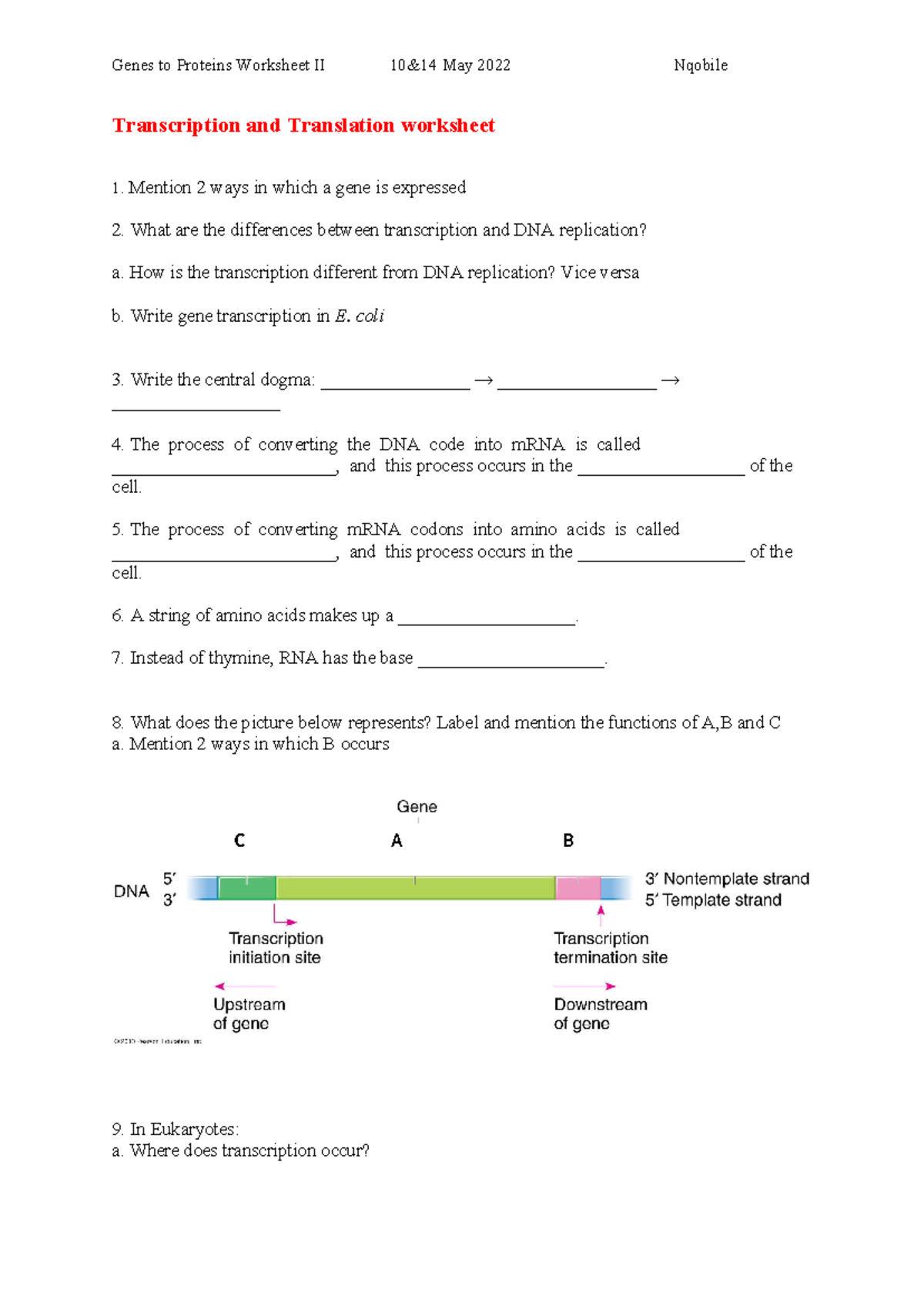 Genes To Proteins Worksheet Transcription And Translation Worksheet Mention Ways In