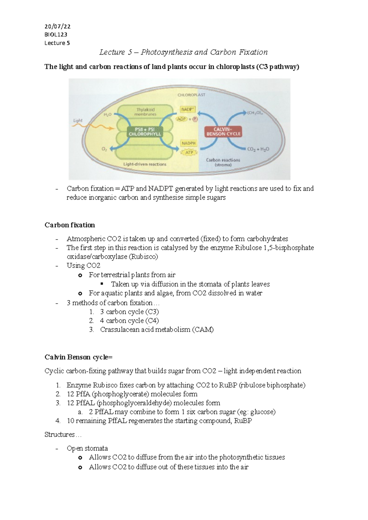 Lecture 5 - plant biology - BIOL Lecture 5 Lecture 5 – Photosynthesis ...