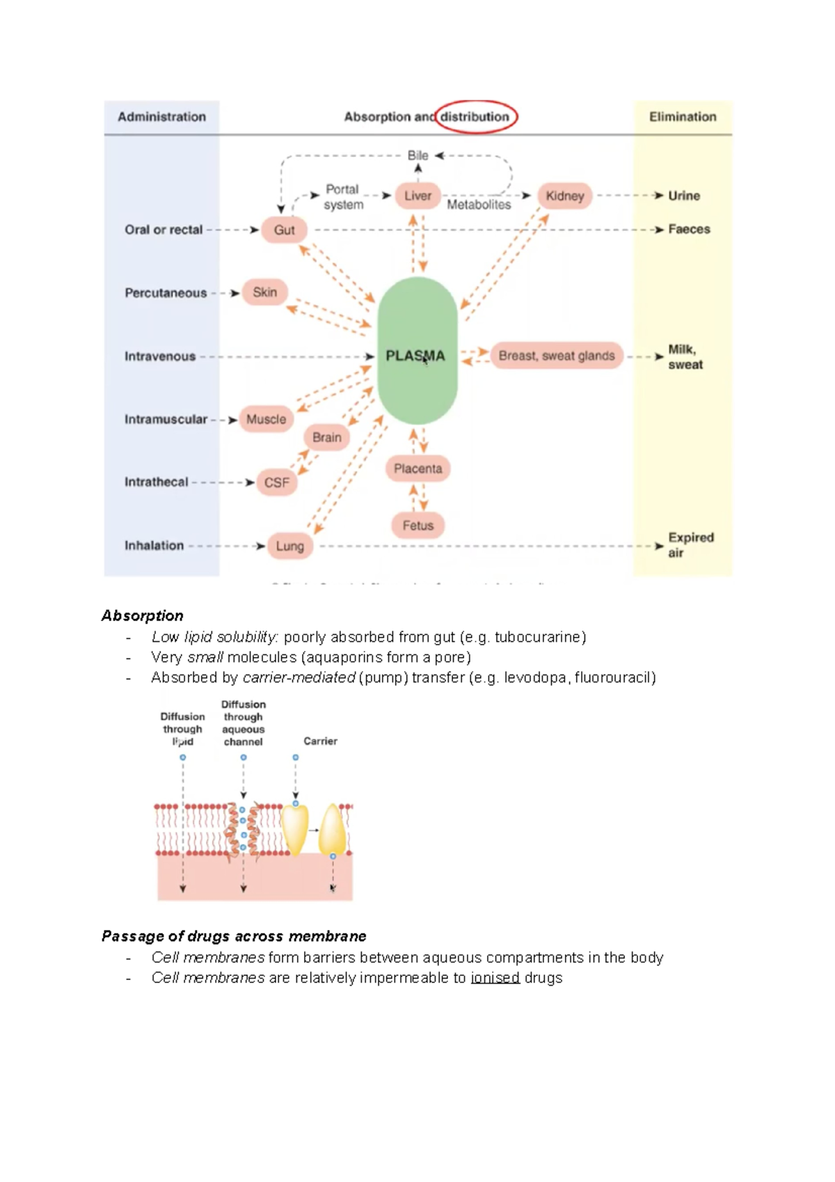 MOD 2. Pharmacokinetics 1 Drug Administration Absorption - Absorption ...