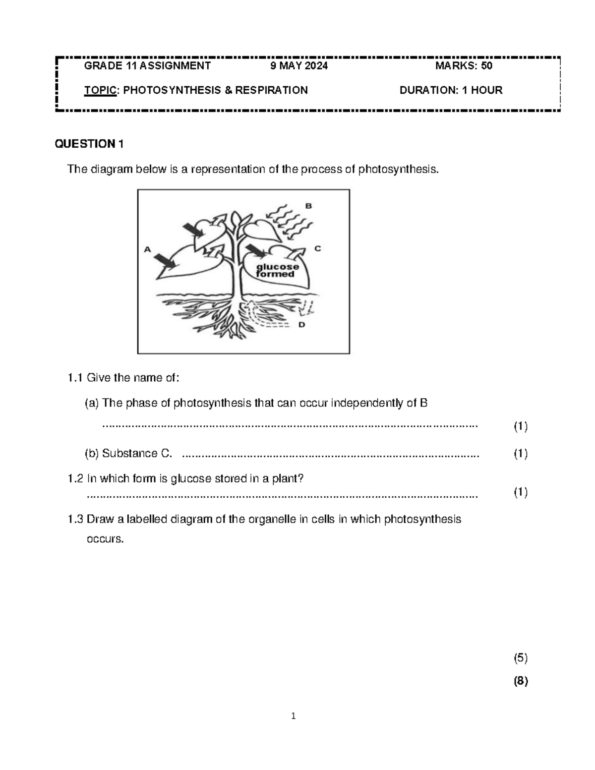 grade 11 assignment on photosynthesis