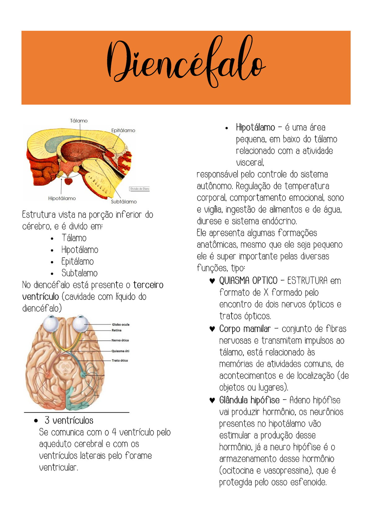 Diencéfalo - Talámo Hipotalámo Epitalámo - Neuroanatomia - Diencéfalo • • •  • • •       - Studocu