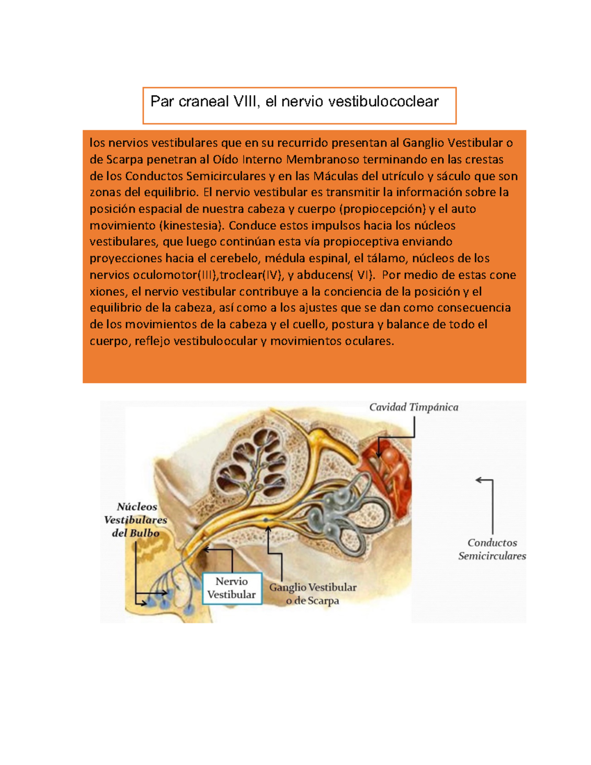 Documento 3 - informacion - Par craneal VIII, el nervio ...