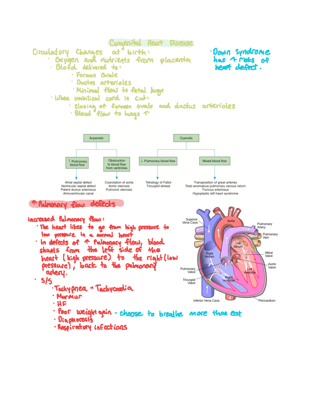 Cardiovascular defects - Congenital Heart Disease Circulatory Changes ...