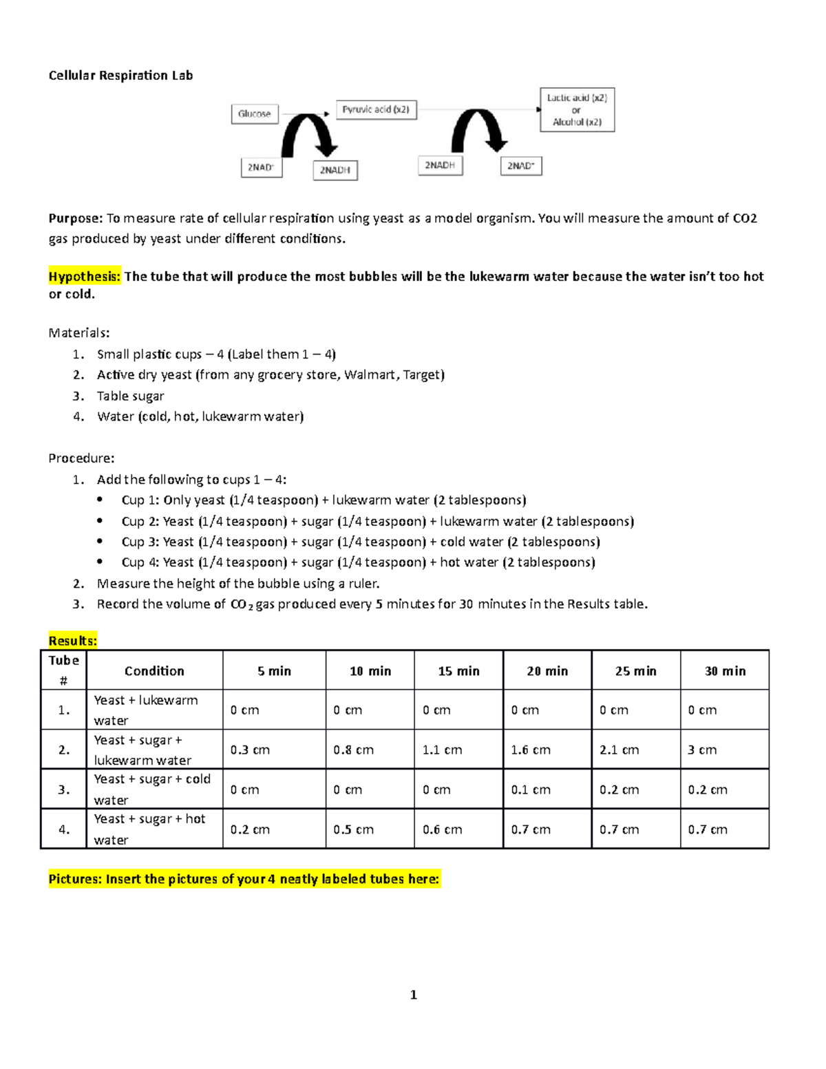 Lab 5 Cellular Respiration 33 Cellular Respiration Lab Purpose To