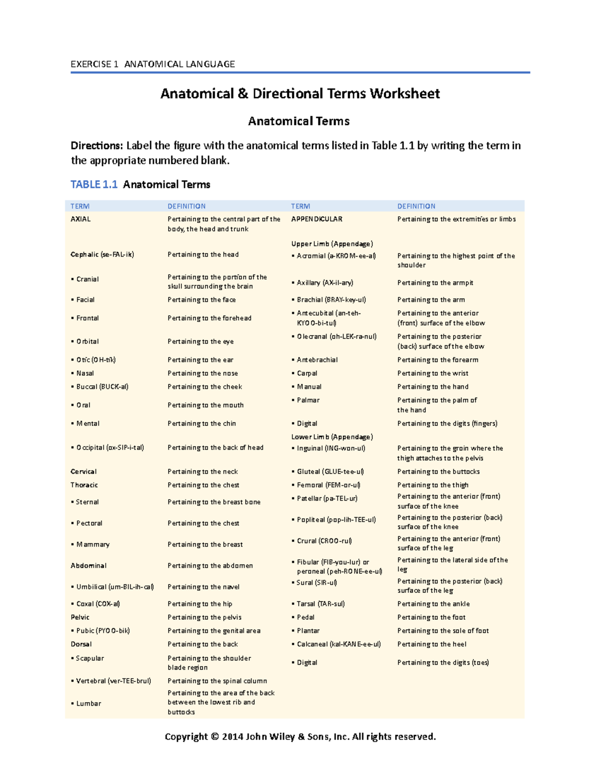 Anatomical worksheet week 21 - Anatomical &amp; Direcional Terms Intended For Anatomical Terms Worksheet Answers