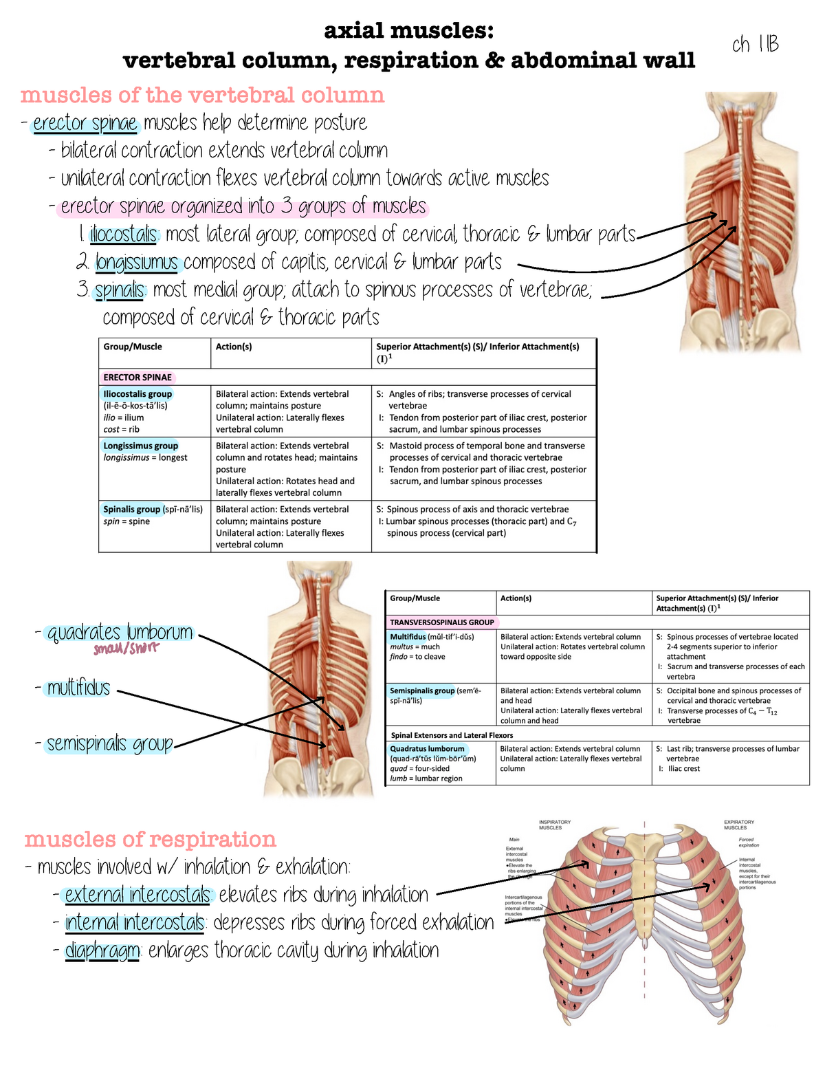 Chapter 11B - Kelli Teager - axial muscles: vertebral column ...