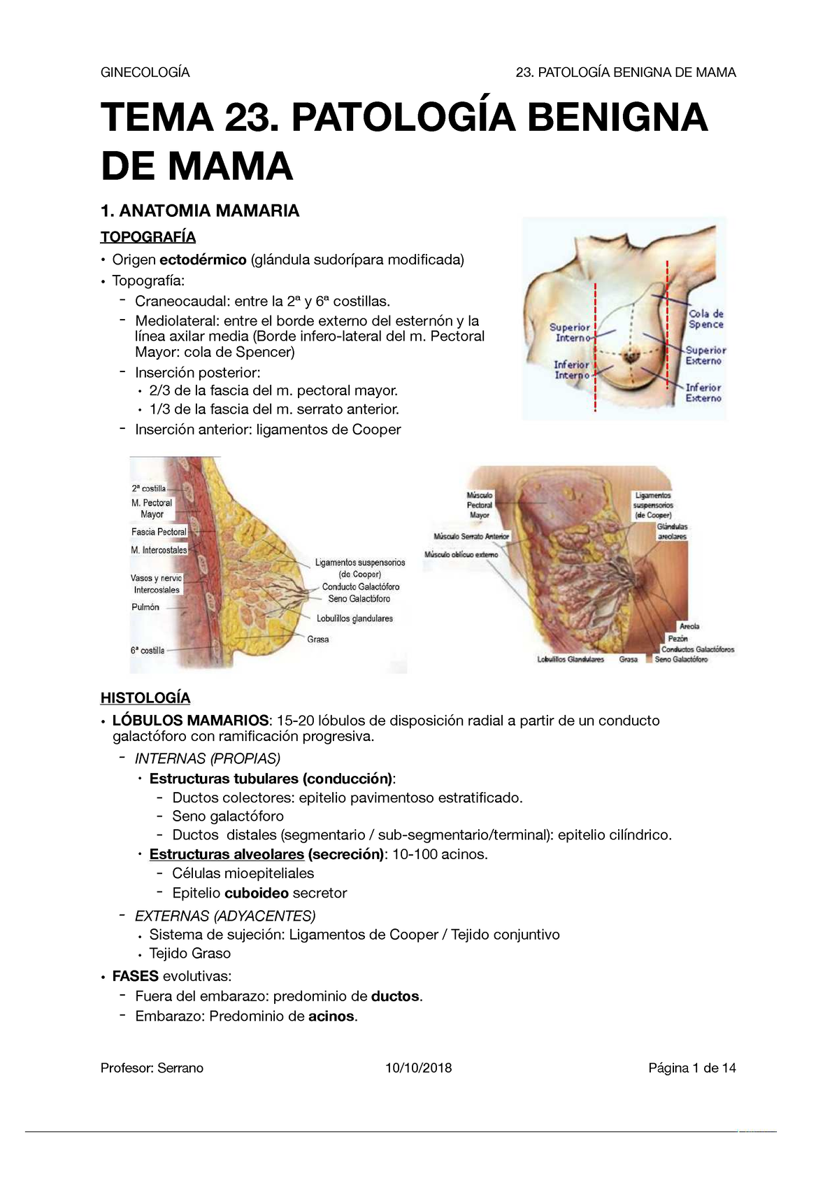 ligamento de cobre de la mama