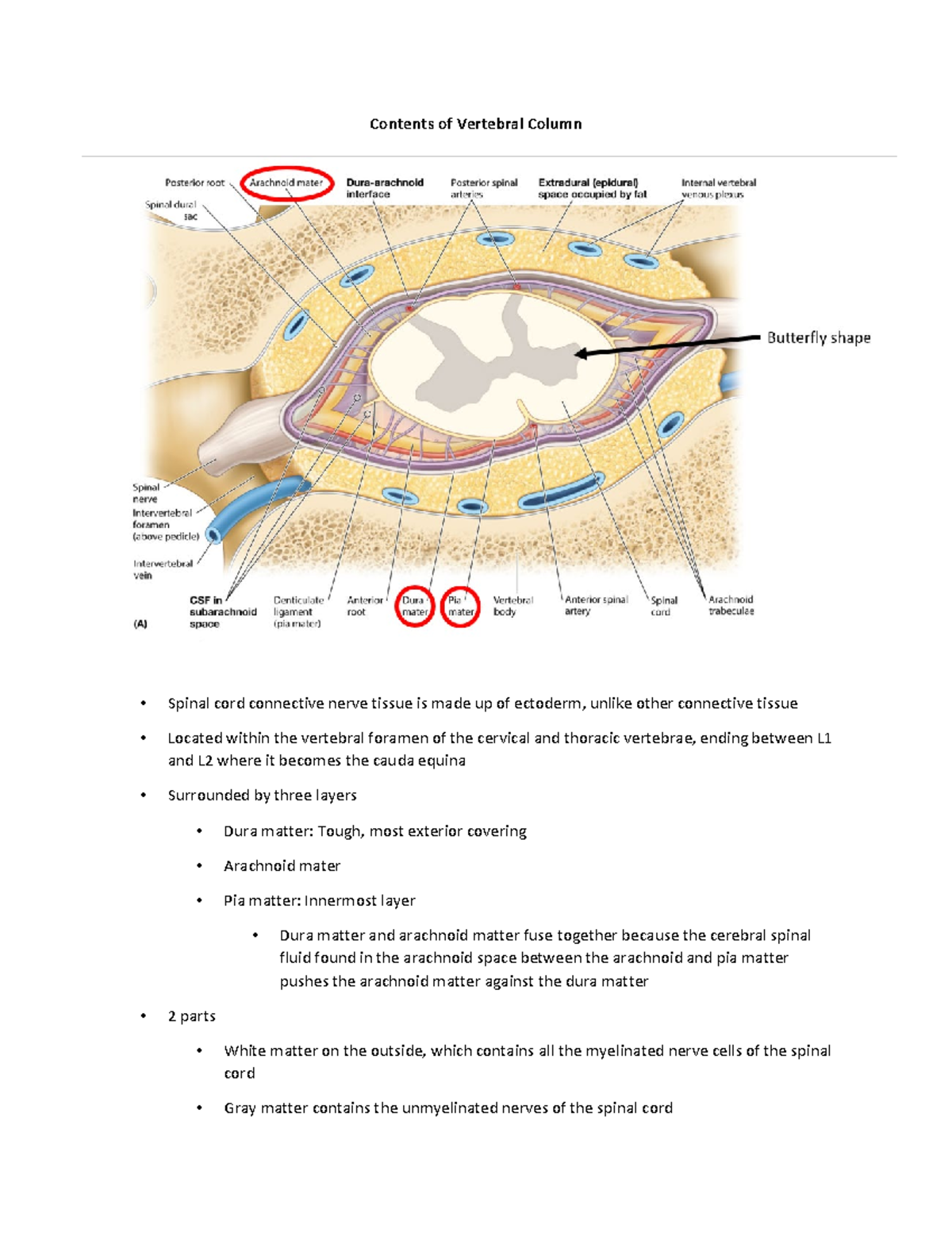 Contents of Vertebral Column - Contents of Vertebral Column Spinal cord ...