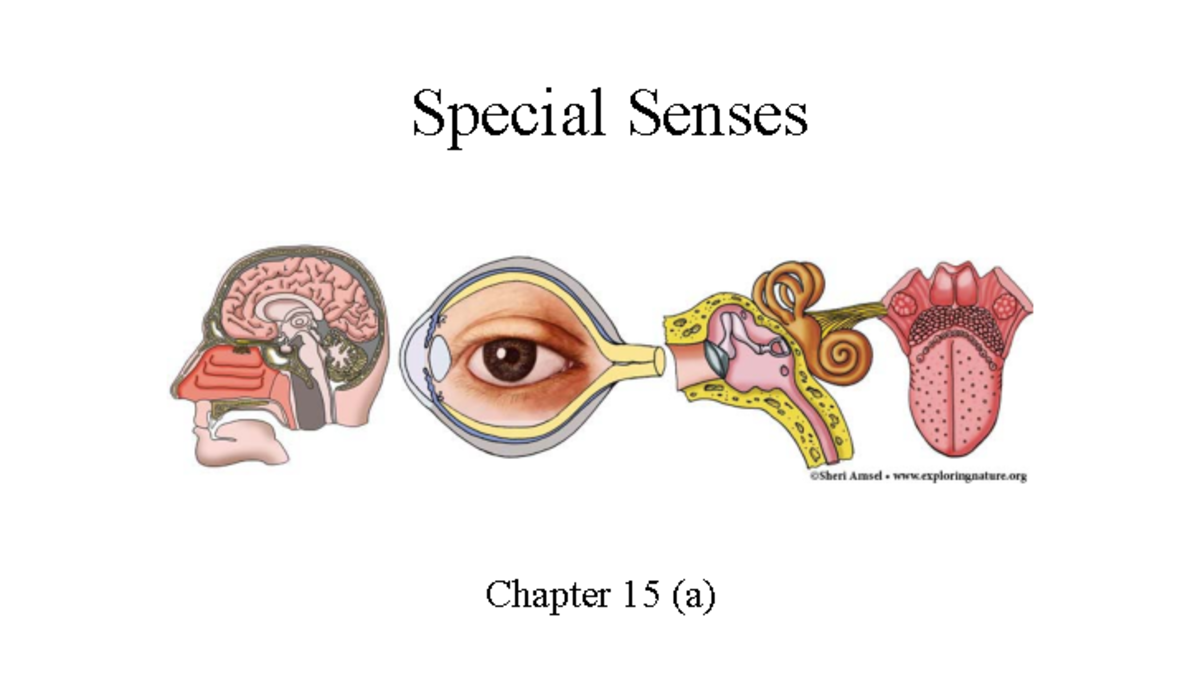 8 Ch15a Special-senses 1 - Special Senses Chapter 15 (a) Types Of ...