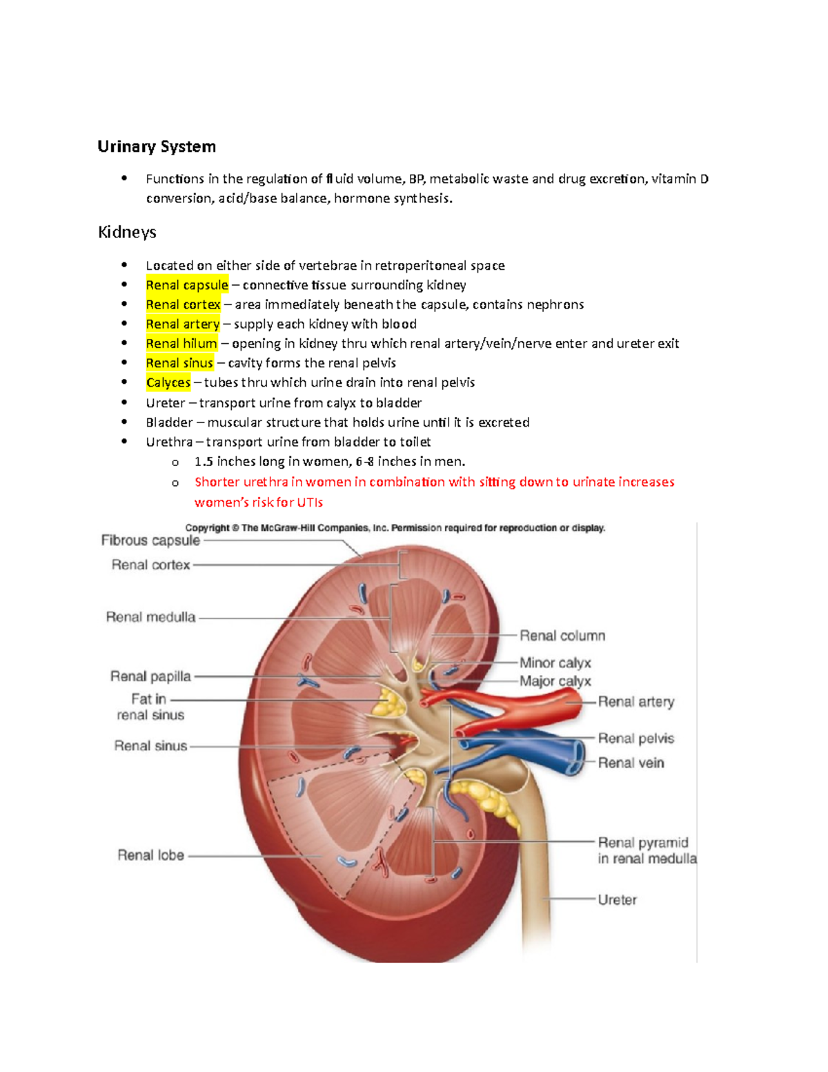 Exam SG 2 - Study guide exam 2 - Urinary System Functions in the ...