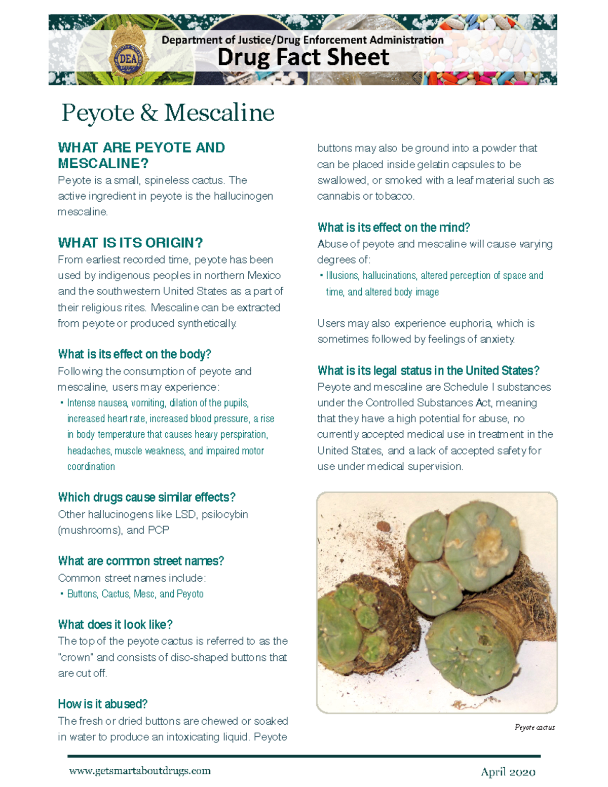 Peyote and Mescaline-2020 0 - WHAT ARE PEYOTE AND MESCALINE? Peyote is ...