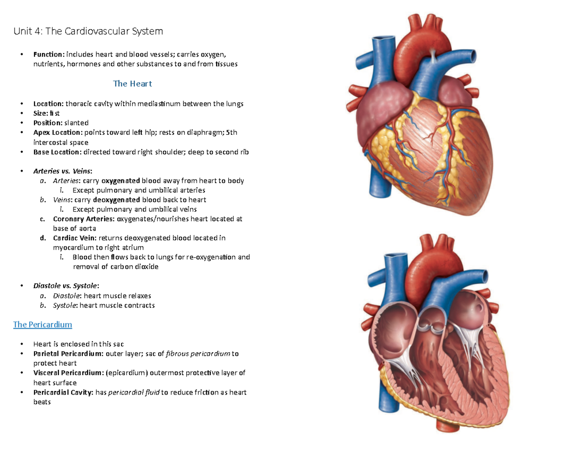 Anat 1052 4-8 - Includes: Cardiovascular System, Lymphatic System 