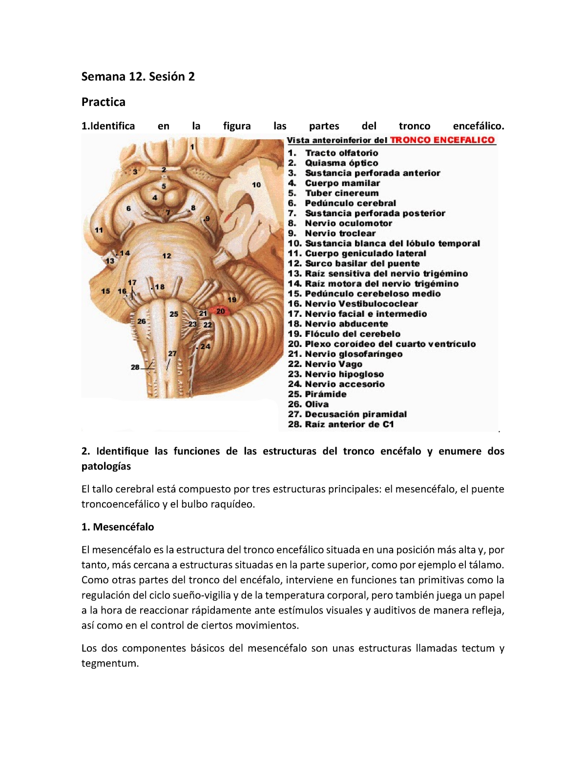 partes del tronco encefálico