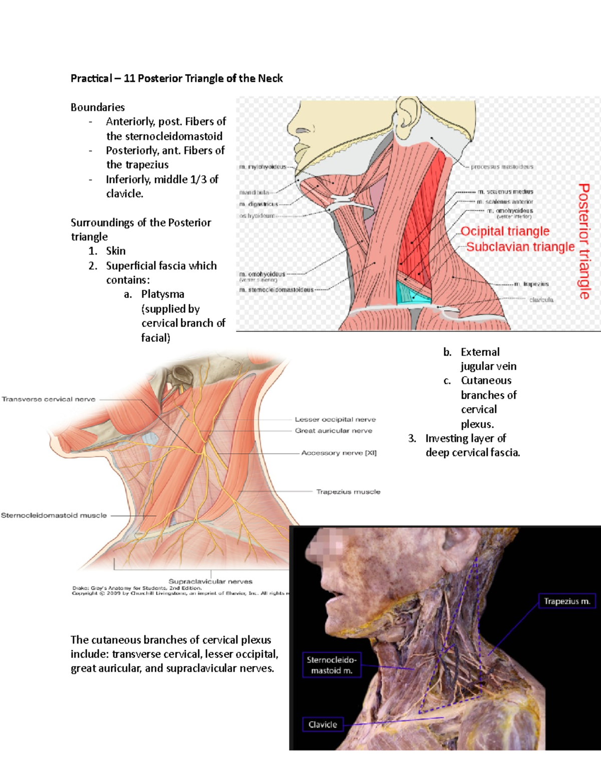 Practical 11 - AF - Practical – 11 Posterior Triangle of the Neck ...