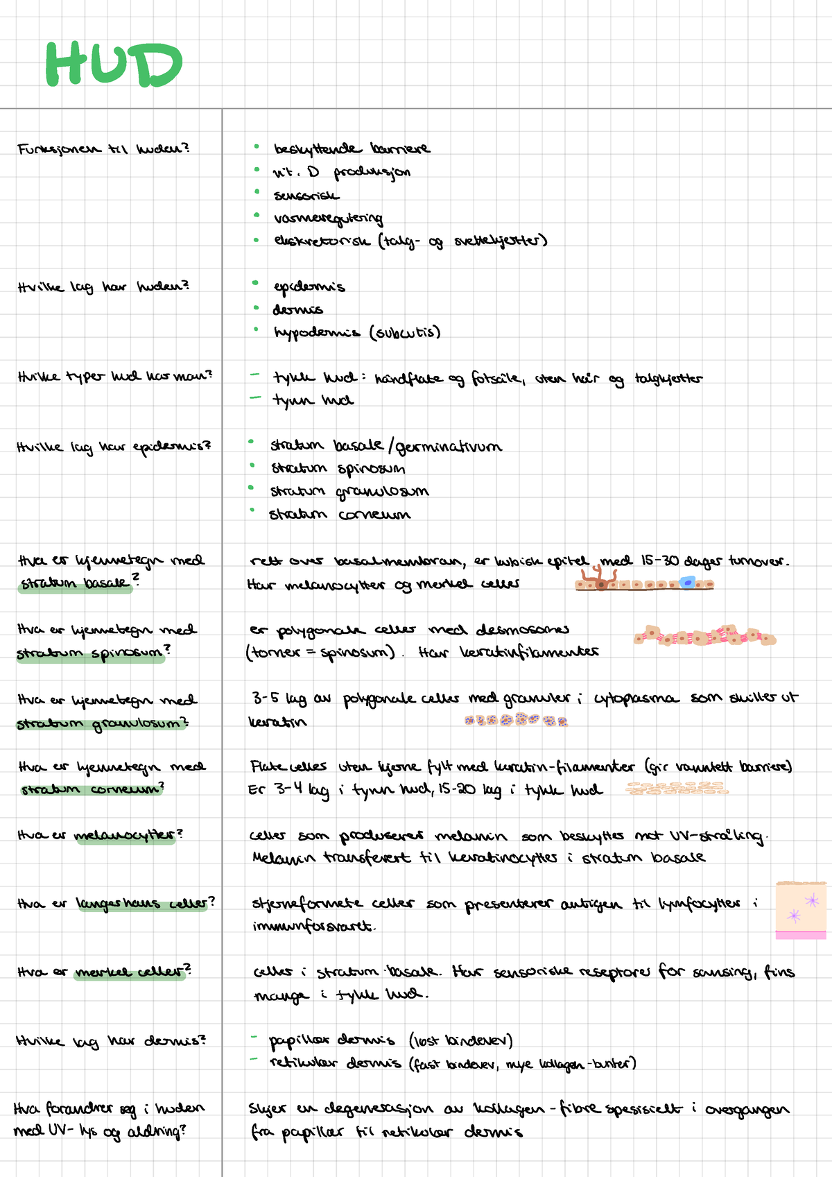 Hud - Notater Fra Forelesning - HUD FunksjonerntilWoden ...