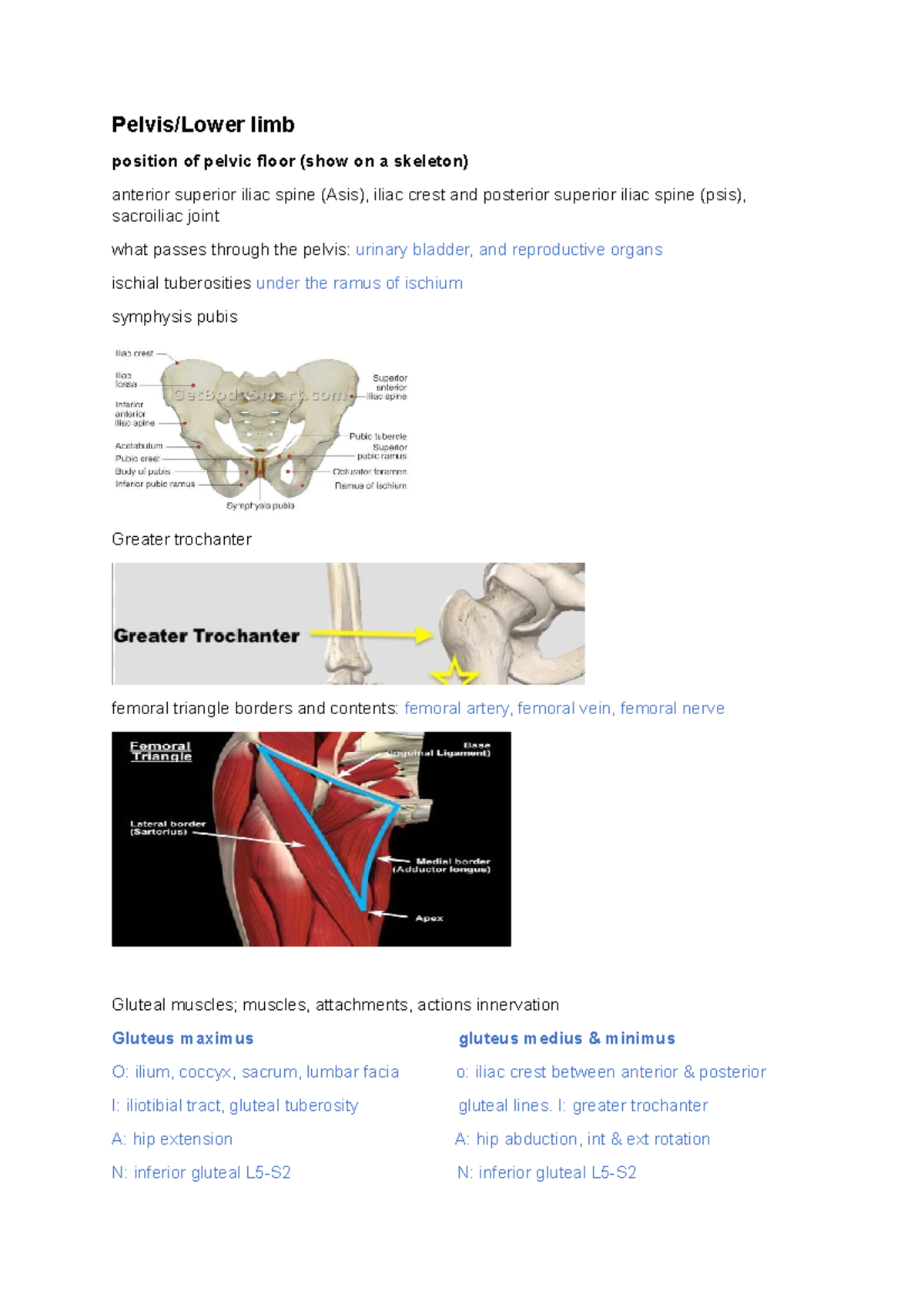 Viva Viva List Pelvislower Limb Position Of Pelvic Floor Show On A Skeleton Anterior 4077