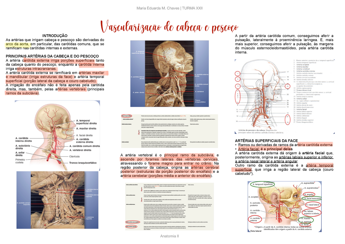 Anatomia Vascular De Cabe A E Pesco O Vasculariza O De Cabe A E Pesco O Introdu O As