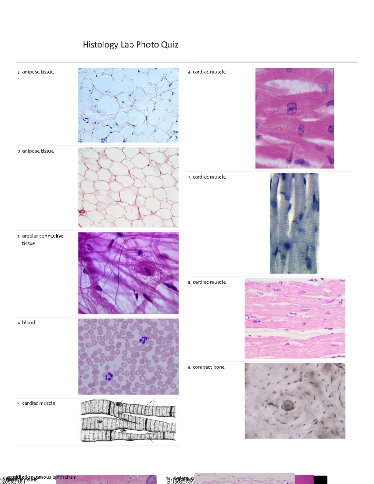 Tissue Review Histology Lab Photo Quiz Study Online At Quizlet 1k6zf 